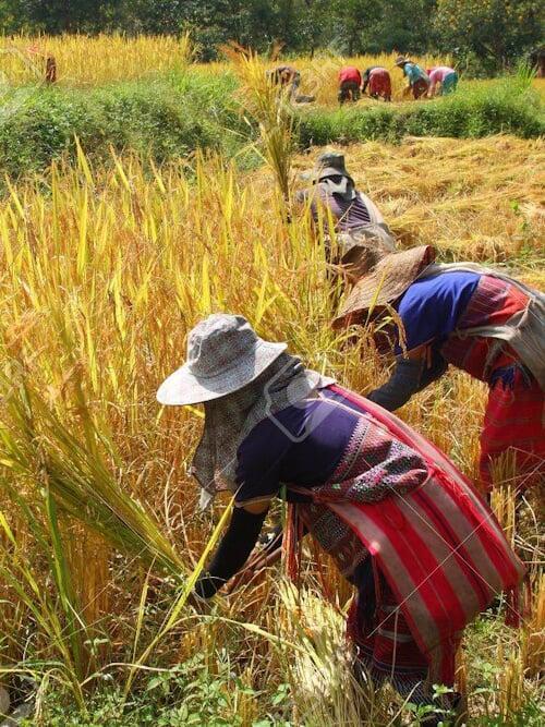 Rock Around Siam | Boutique Bespoke Travel Agency | Tailor-Made Private Journeys & Tours | Immersive Cultural Experiences