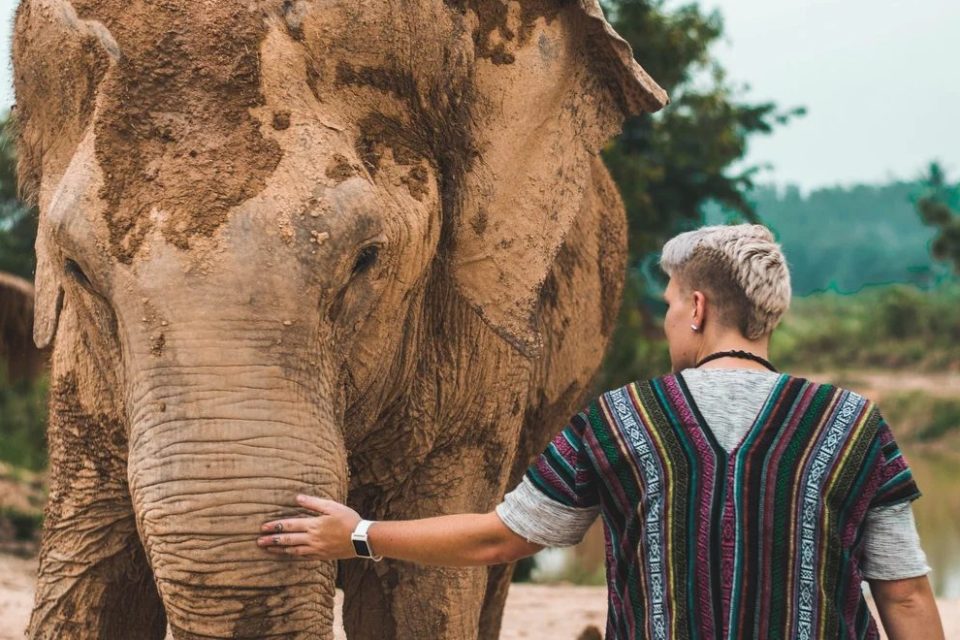 Un éléphant d'Asie couvert de boue au contact d'une visiteuse : l'enduit de terre protège sa peau du soleil et des insectes, et le geste illustre la proximité recherchée dans les camps touristiques. — © Isttagao Une personne aux cheveux blonds courts, vue de dos, pose la main sur la trompe d'un éléphant couvert de boue séchée.