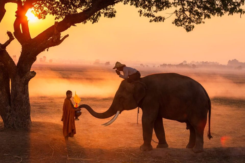 Un cornac assis sur la nuque de son éléphant salue, mains jointes, un jeune moine portant un bol d'offrandes ; la trompe de l'animal touche le bol. — © Twalo Un jeune moine en robe safran tient un bol tandis qu'un éléphant, monté par un cornac, tend sa trompe, au lever du soleil.