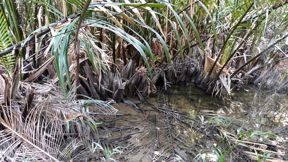 Palmiers nipa (chak) au bord d'une mare vaseuse à Bang Krachao : leurs grappes de fruits brunes poussent au ras du sol, parmi les bases des frondes. — © Eric Monteil Touffes de palmiers nipa aux frondes vertes et sèches, avec des infrutescences brunes, au-dessus d'une eau peu profonde et vaseuse.