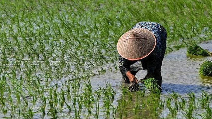 Repiquage du riz à la main dans une parcelle en eau : les jeunes plants, élevés en pépinière, sont replantés en touffes dans la boue de la rizière inondée. — © Les Echoes Une personne coiffée d'un chapeau conique en vannerie, penchée dans une rizière inondée, repique de jeunes plants de riz.