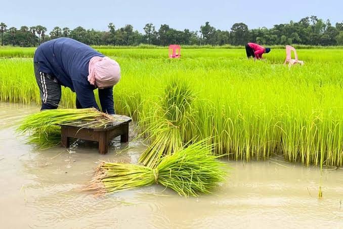 Arrachage des jeunes plants de riz en pépinière inondée : les plants sont liés en bottes avant d'être repiqués dans les parcelles en eau. — © Toutelathailande.fr Une personne courbée arrache des plants de riz dans une rizière inondée, des bottes de jeunes plants posées sur un tabouret et dans l'eau.